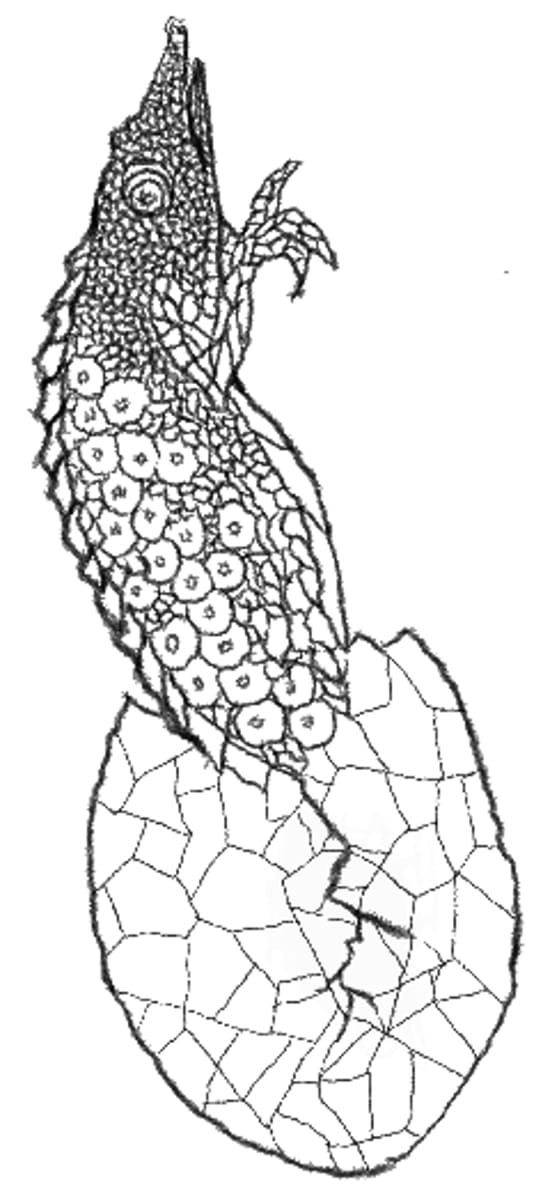 lizard