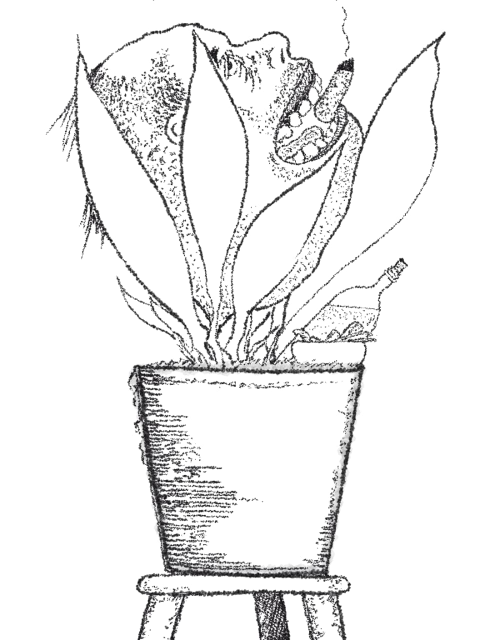 Ode to the Aspidistra