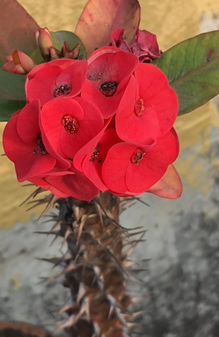 Crown of Thorns
